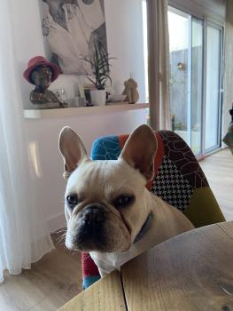 Jouyaux-Ripoche, Bulldog Francés