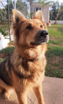TANA, Berger Allemand
