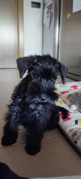 Shira, Schnauzer Nain