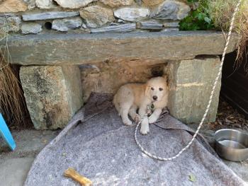 Absinthe, Pyrenäenberghund