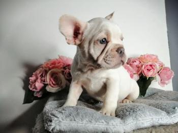 Princesse Tess, Bulldog Francés