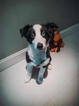 Martin, Border Collie