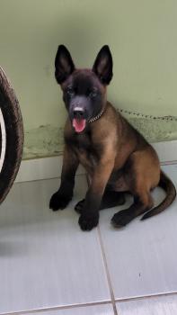 Black diamond, Malinois