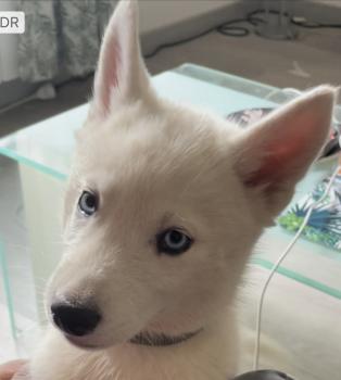 Frida, Siberian Husky