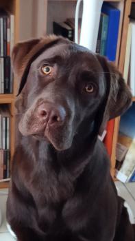 Syrah, Labrador