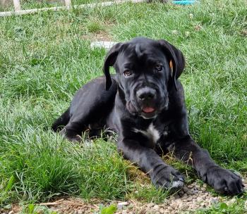 Onyx, Cane Corso