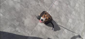 Zoe, Beagle