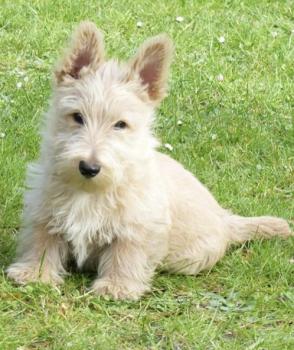 Taylor, Scottish Terrier