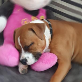 Tina, Staffordshire Bull Terrier