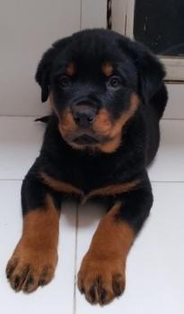 odin, Rottweiler