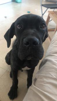 Loki, Cane Corso