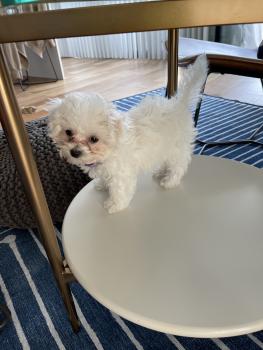 Veda, Bichon