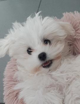 Tessy, Maltese