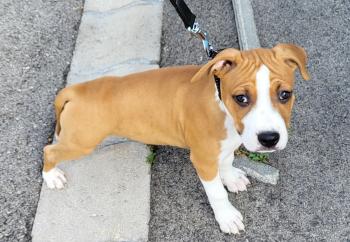 Togo, American staffordshire terrier