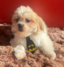 Luke, Lhassa Apso