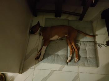 Zeus, Boxer