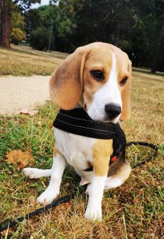 Taho, Beagle