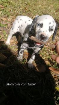 Tauro, Dalmatien