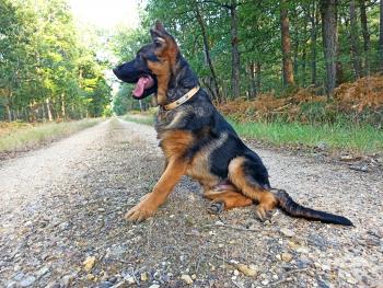 Thorsten, German Shepherd Dog