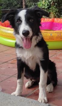 Maqui, Border Collie
