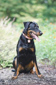 Annabelle, "Belle", Beauceron