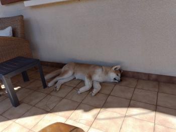 Toshi, Akita Inu