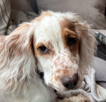 Hazel, Cocker Spaniel