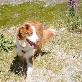 Yuki, Australian Shepherd