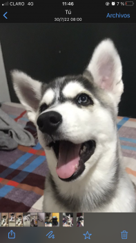 Nassir, Malamute De Alaska
