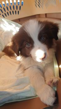 TAIKO, Border Collie