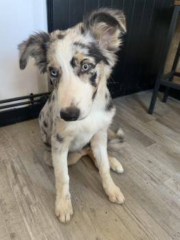 Thanos, Border Collie