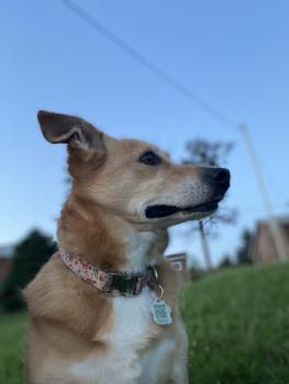 Roxy, Corgi Galés De Pembroke