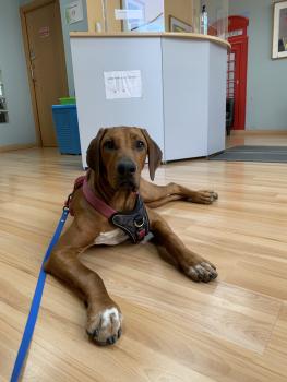 Aguacate, Rhodesian Ridgeback