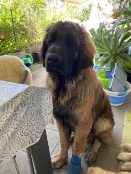 Leo, Leonberg
