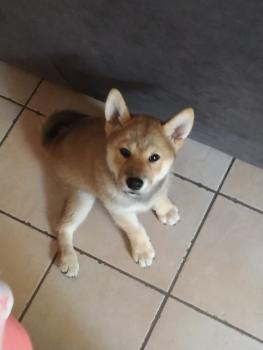 Missy, Shiba Inu Japonés