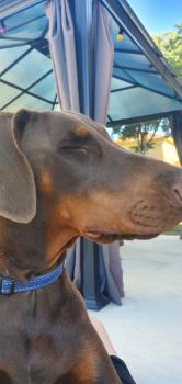 Triss, Dobermann