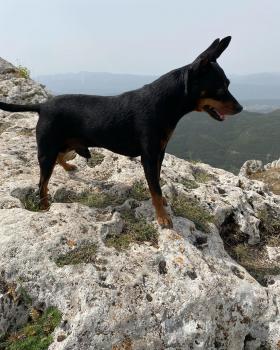 Palla, Pinscher (Alemán)