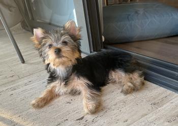 TRUFA, Yorkshire Terrier