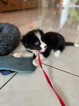 TIGA, Border Collie