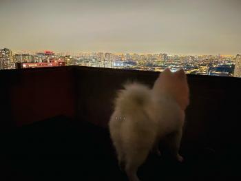 M, Samoyedo