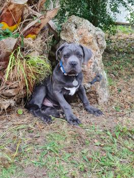 Thor, Cane Corso