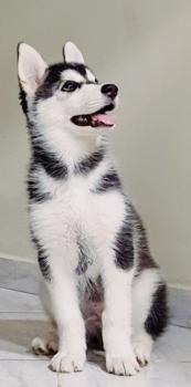 SHELDON, Husky Siberien