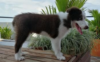 Milo, Border Collie
