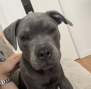 Tao, Staffordshire Bull Terrier