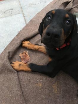 Jasper, Dóbermann