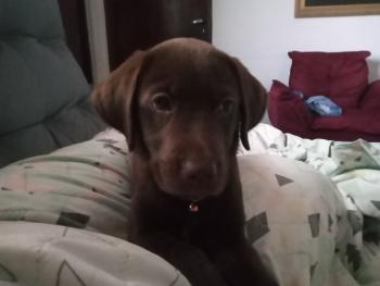Melinoe, Labrador Retriever