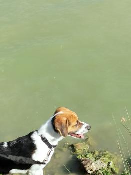 Tyson, Beagle