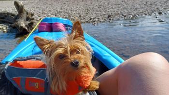 Lolly, Yorkshire Terrier