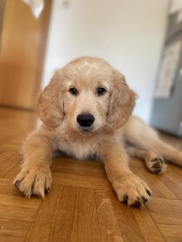 Tesla, Golden Retriever