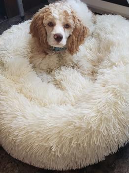 Dumbo, Cocker Spaniel